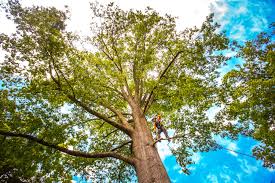Best Root Management and Removal  in Sea Isle City, NJ