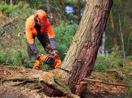 Best Tree Mulching  in Sea Isle City, NJ