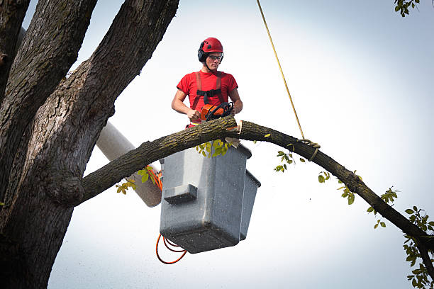 Best Fruit Tree Pruning  in Sea Isle City, NJ