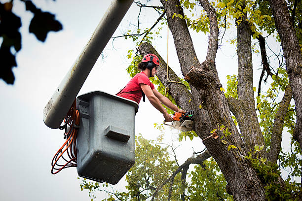 Best Arborist Consultation Services  in Sea Isle City, NJ
