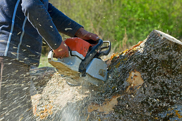 Best Grass Overseeding  in Sea Isle City, NJ